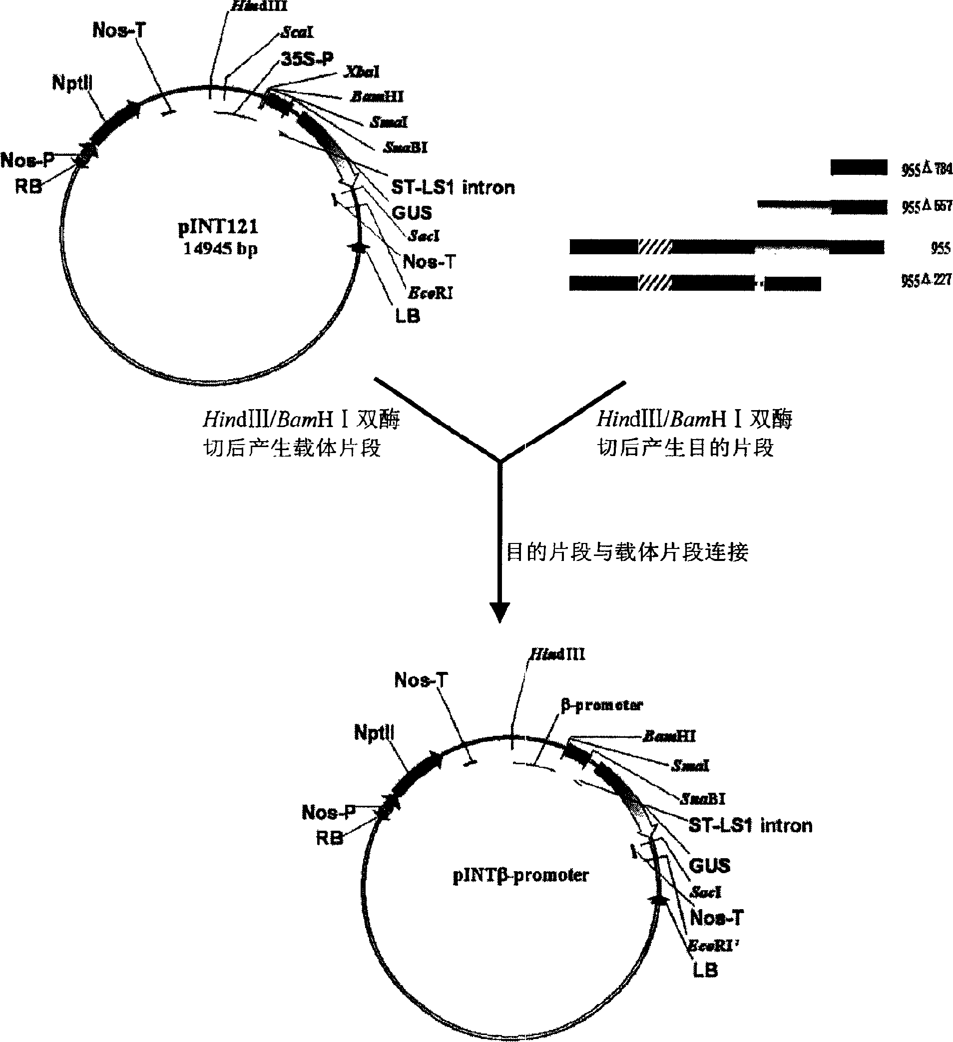 Phloem specific expressing promoter