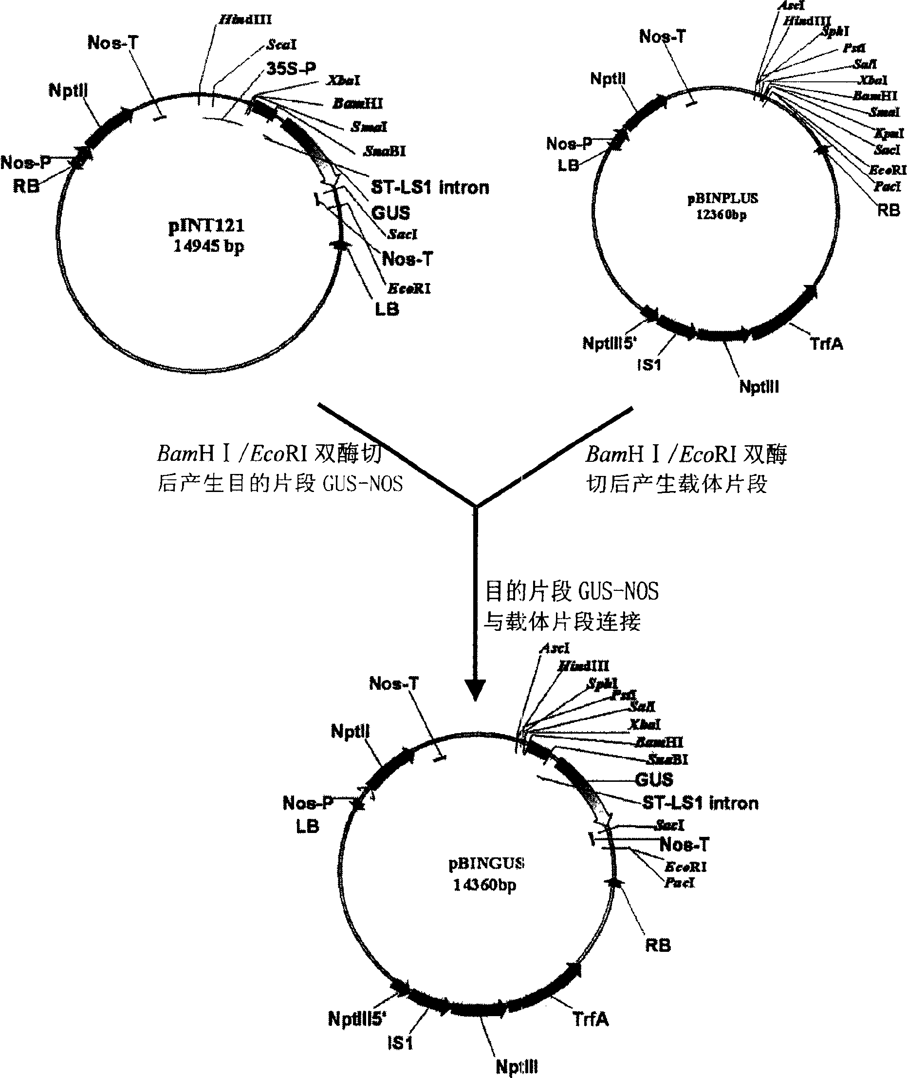 Phloem specific expressing promoter