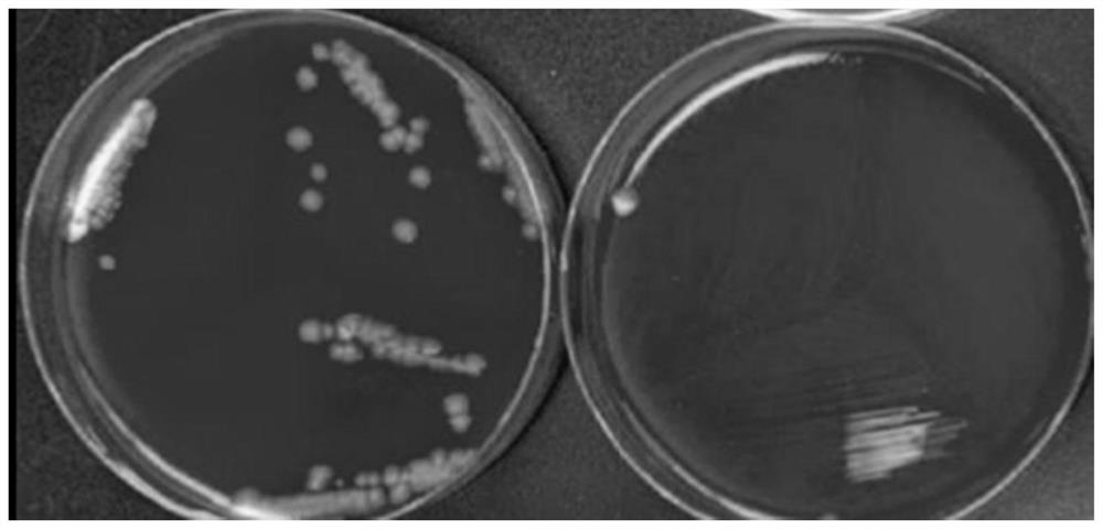 A kind of cu-fe-x alloy and its preparation method and application