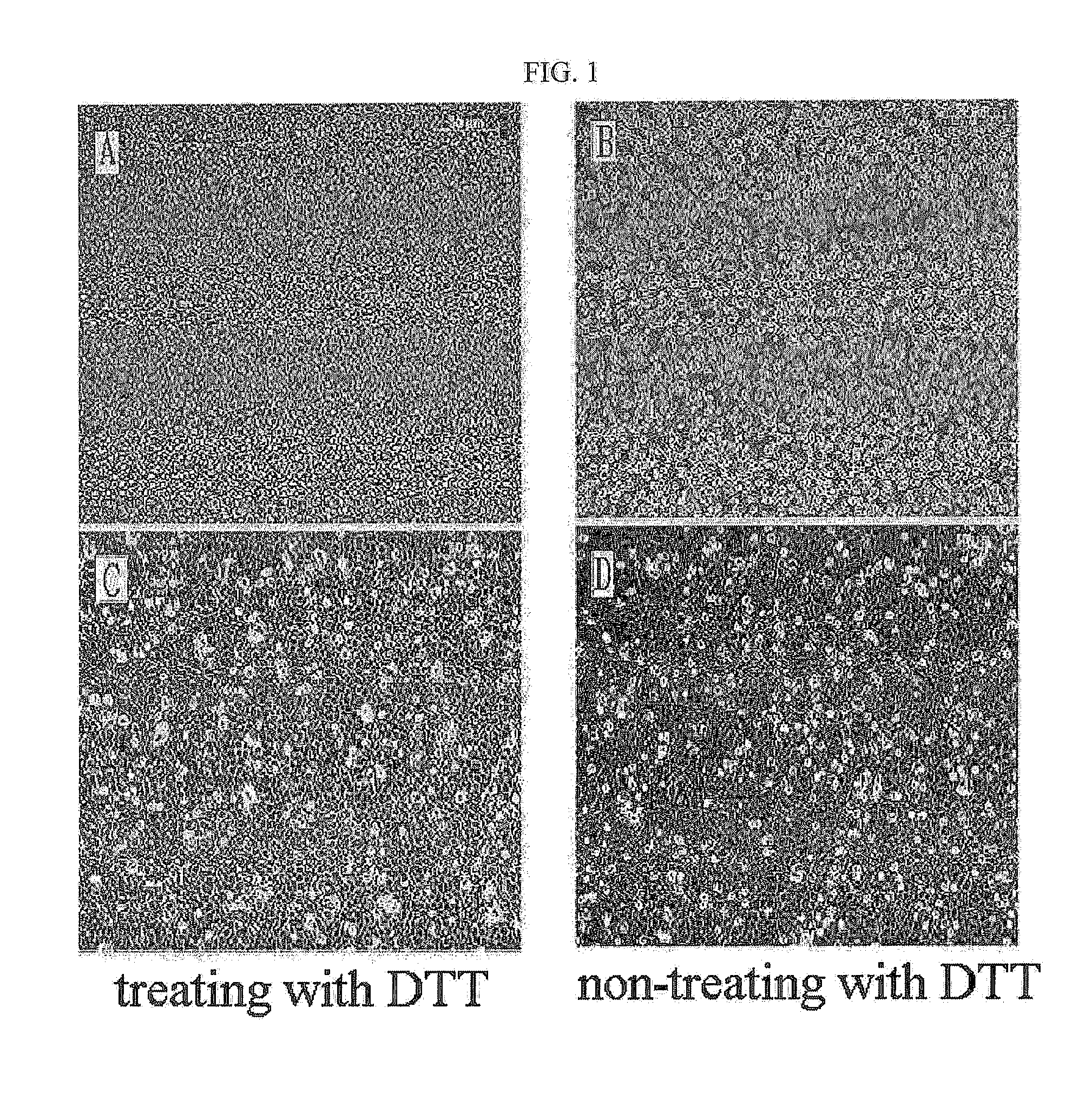 Method for isolating and culturing adult stem cells derived from human amniotic epithelium