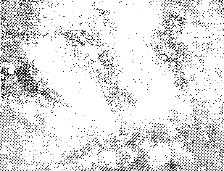 High plasticity magnesium alloy and preparation method thereof