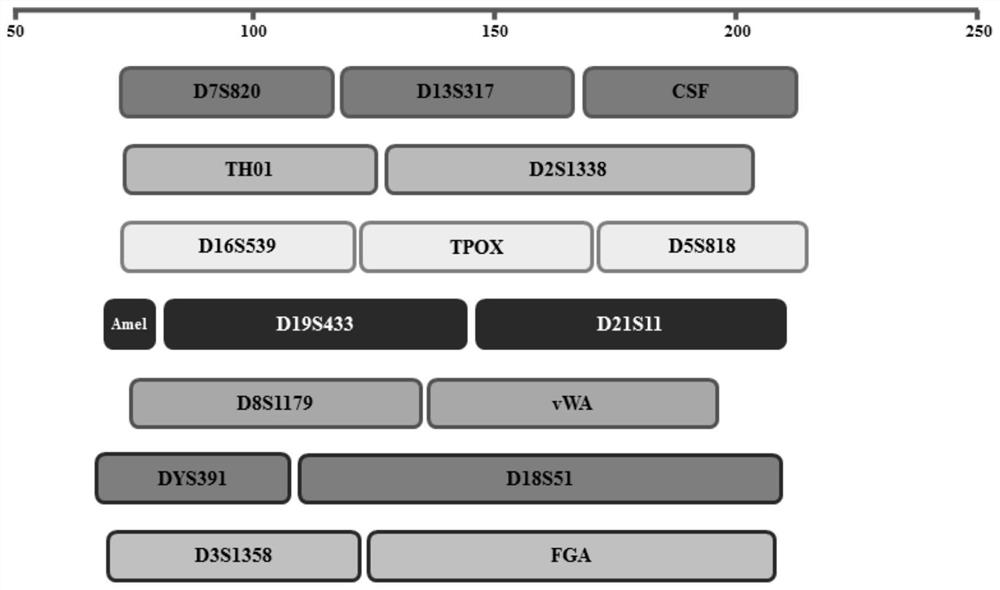 Eight-color fluorescent multiplex amplification kit for trace degradation DNA (deoxyribonucleic acid) detection and application of eight-color fluorescent multiplex amplification kit