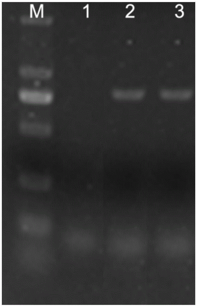 Application of tobacco C2H2-type zinc finger protein gene Nt540