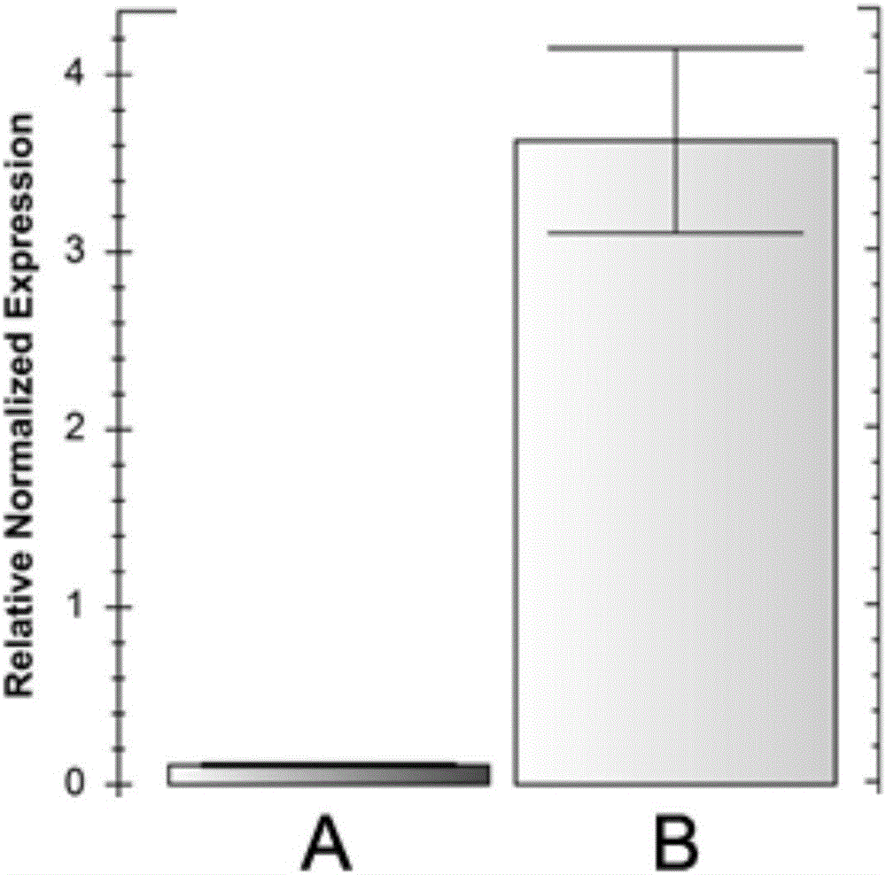 Application of tobacco C2H2-type zinc finger protein gene Nt540