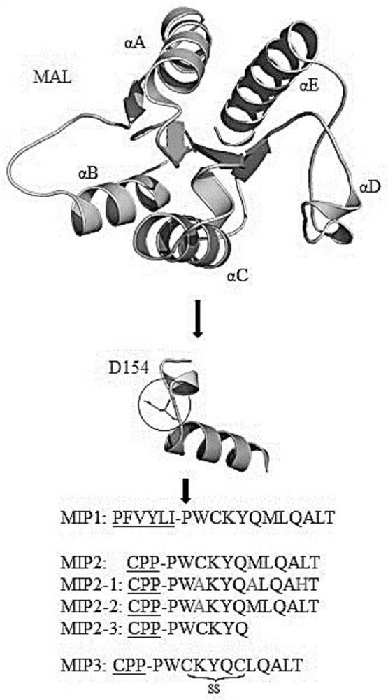 Peptide therapeutics for autoimmune and inflammatory diseases