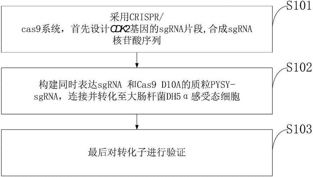 Goat CDK2 (Cyclin-dependent kinases 2) gene knockout vector and construction method thereof