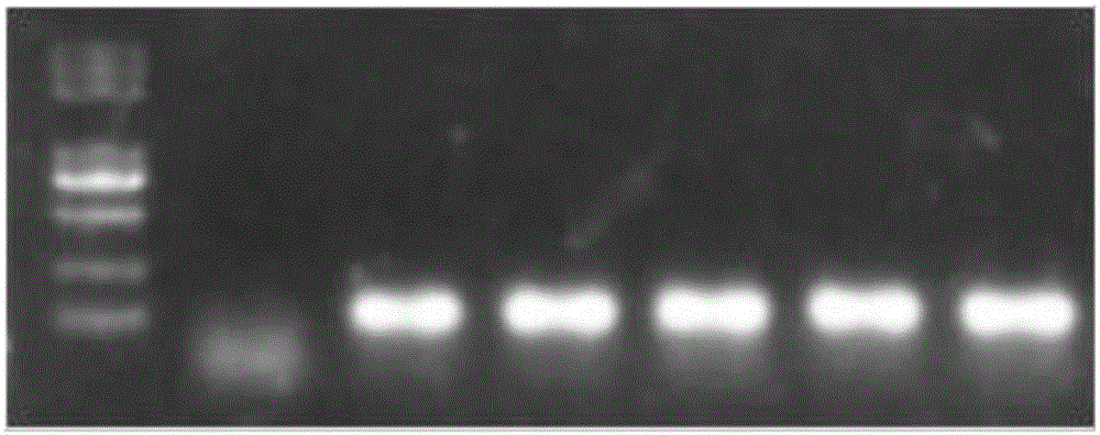 Goat CDK2 (Cyclin-dependent kinases 2) gene knockout vector and construction method thereof