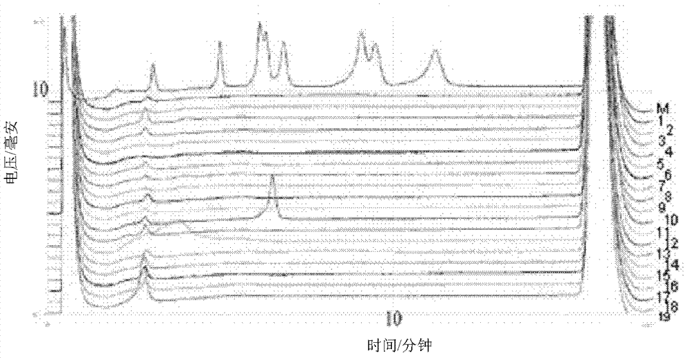 PCR-DHPLC (polymerase chain reaction-denaturing high performance liquid chromatography) detection primer and detection method for genetically modified maize strain CBH351