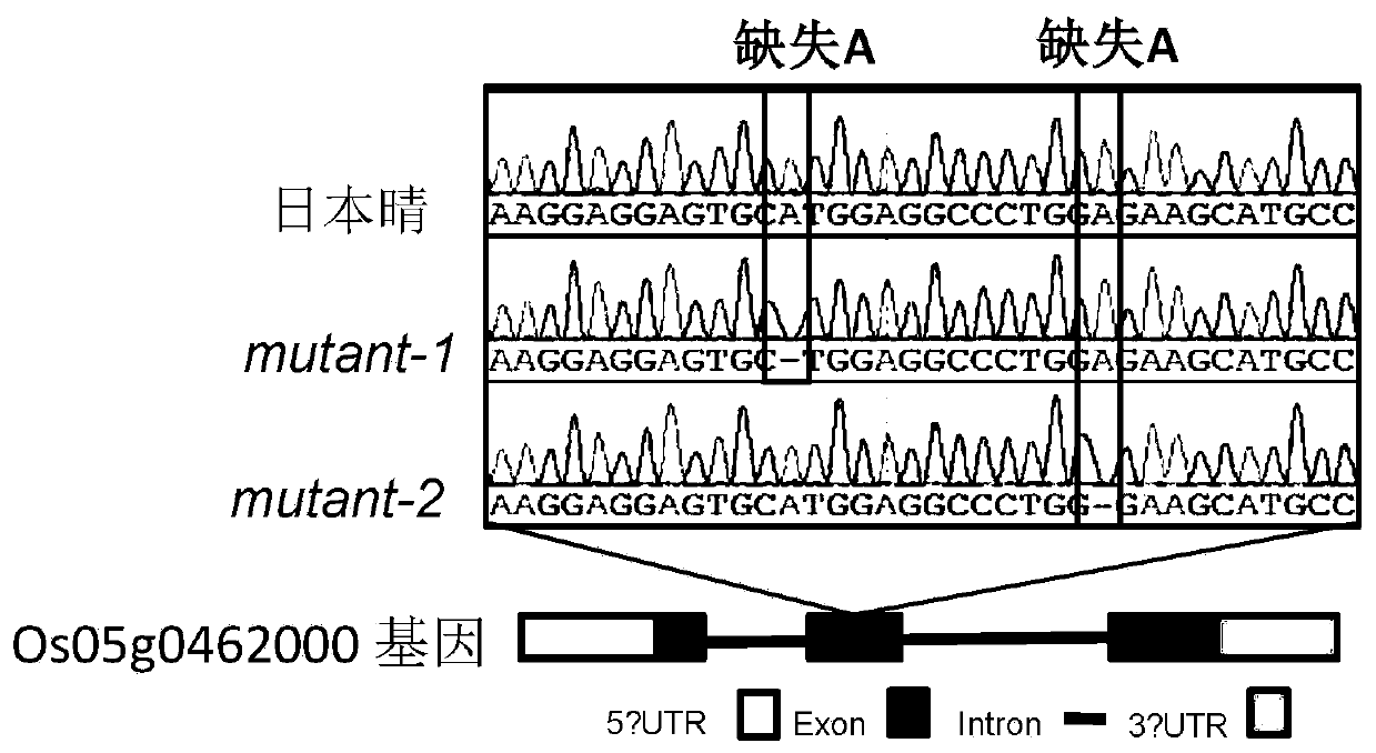 Application of gene in promoting rice grain yield