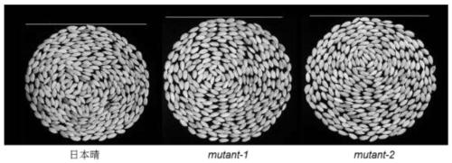 Application of gene in promoting rice grain yield