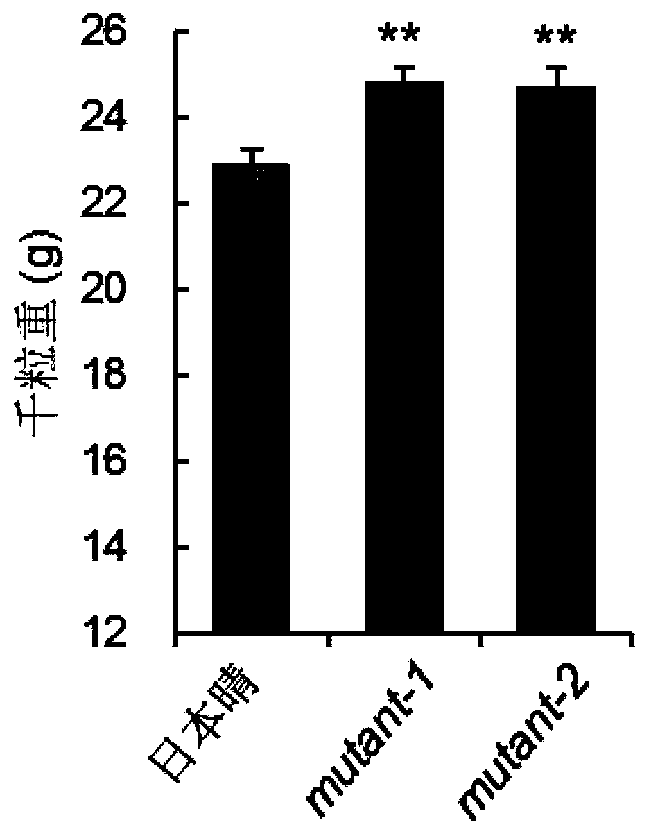 Application of gene in promoting rice grain yield