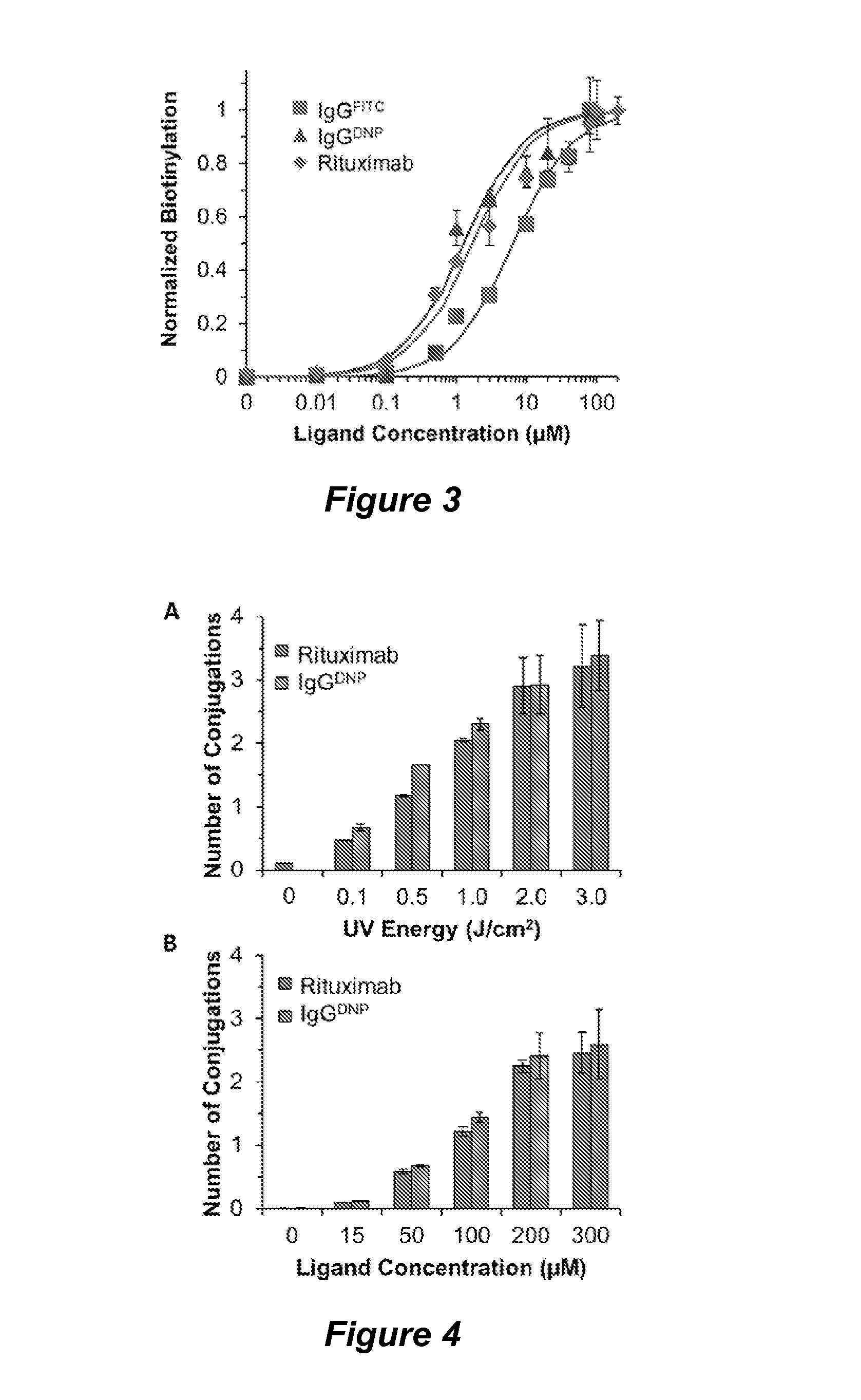 Selective UV crosslinking of peptides and functional moieties to immunoglobulins