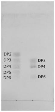 Bacillus and application thereof in industry