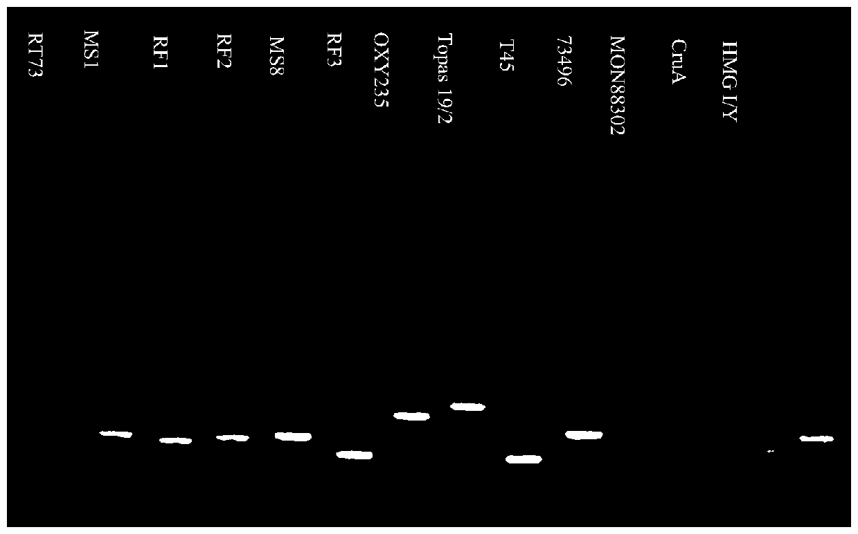 Positive plasmid molecule pYCID-1905 for identifying transgenic rape and product transformants thereof, and application