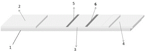 A receptor-based immunochromatographic test strip for detecting β-lactam antibiotics and its preparation method