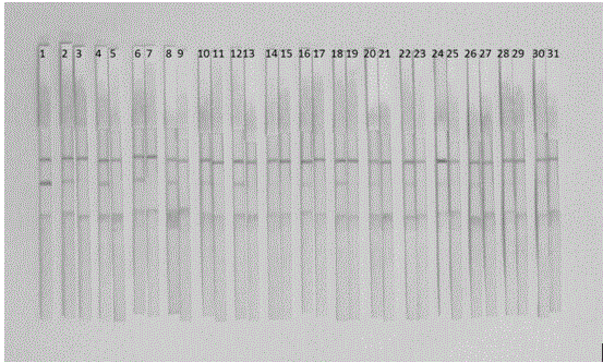 A receptor-based immunochromatographic test strip for detecting β-lactam antibiotics and its preparation method