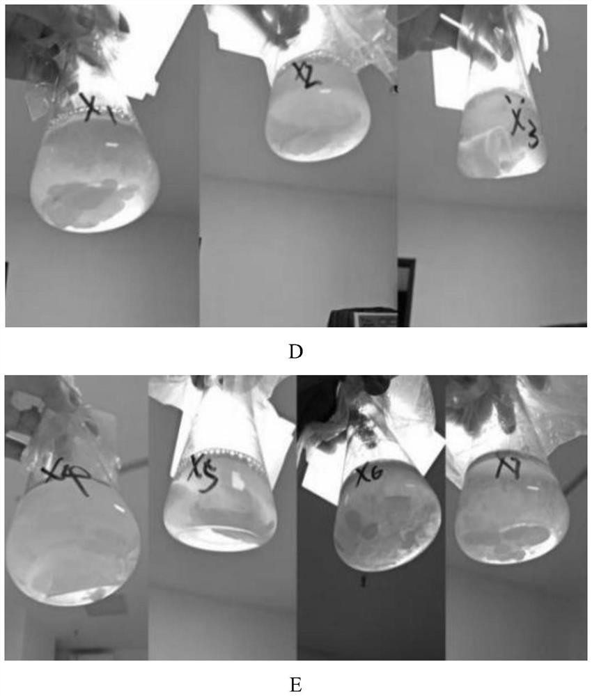 Complex microbial inoculant, method for preparing microbial composite carbon source by using complex microbial inoculant, and application of microbial composite carbon source in sewage treatment