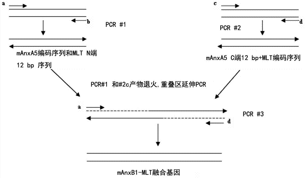 Targeting anti-tumor fusion protein, and encoding gene and expression plasmid thereof