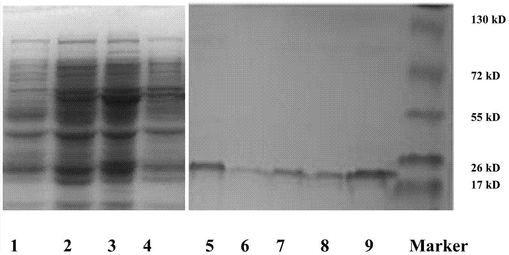 Targeting anti-tumor fusion protein, and encoding gene and expression plasmid thereof