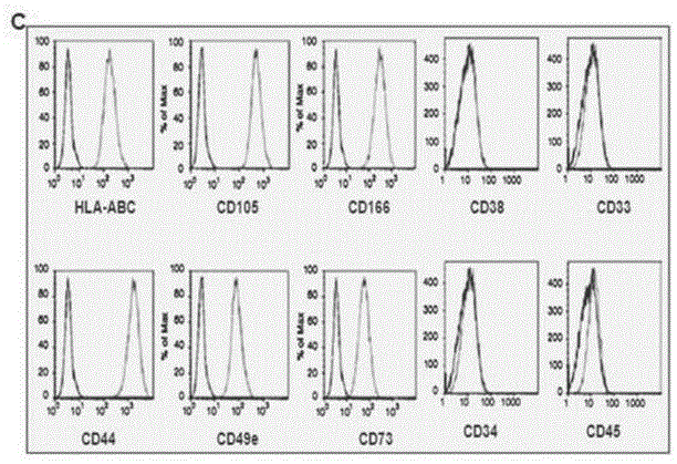 Method for inducing direct transdifferentiation of umbilical cord mesenchymal stem cells into erythroblasts