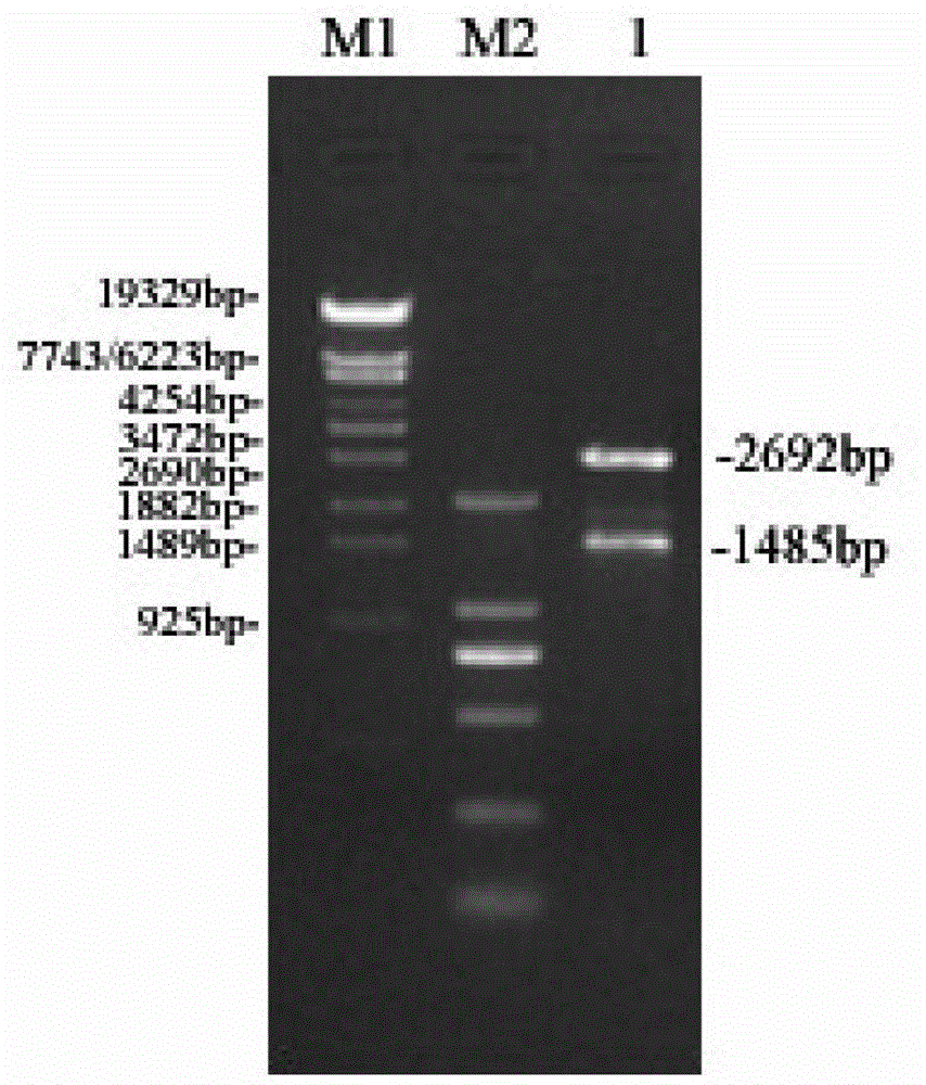 Improved flagellin serving as immunologic adjuvant, and preparation method and application of improved flagellin