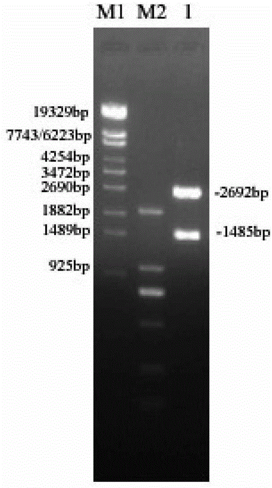 Improved flagellin serving as immunologic adjuvant, and preparation method and application of improved flagellin