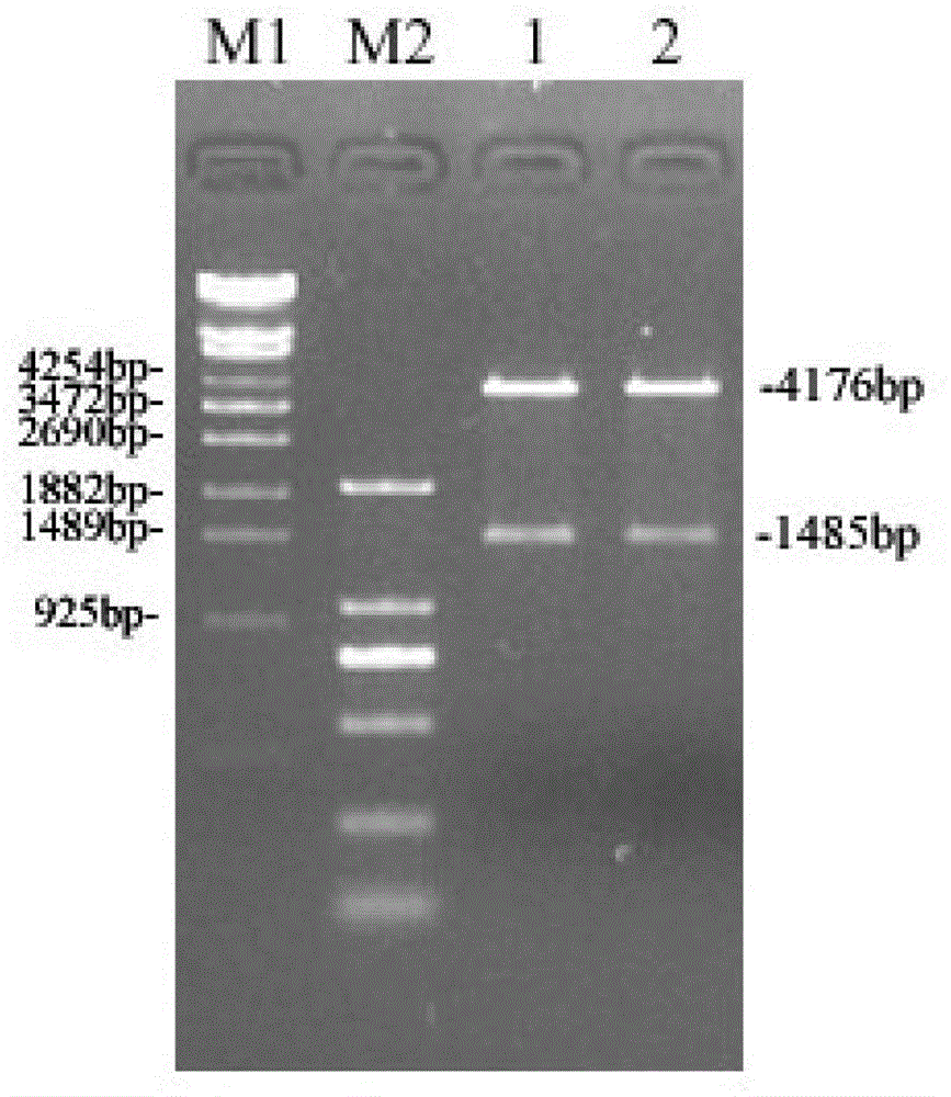 Improved flagellin serving as immunologic adjuvant, and preparation method and application of improved flagellin