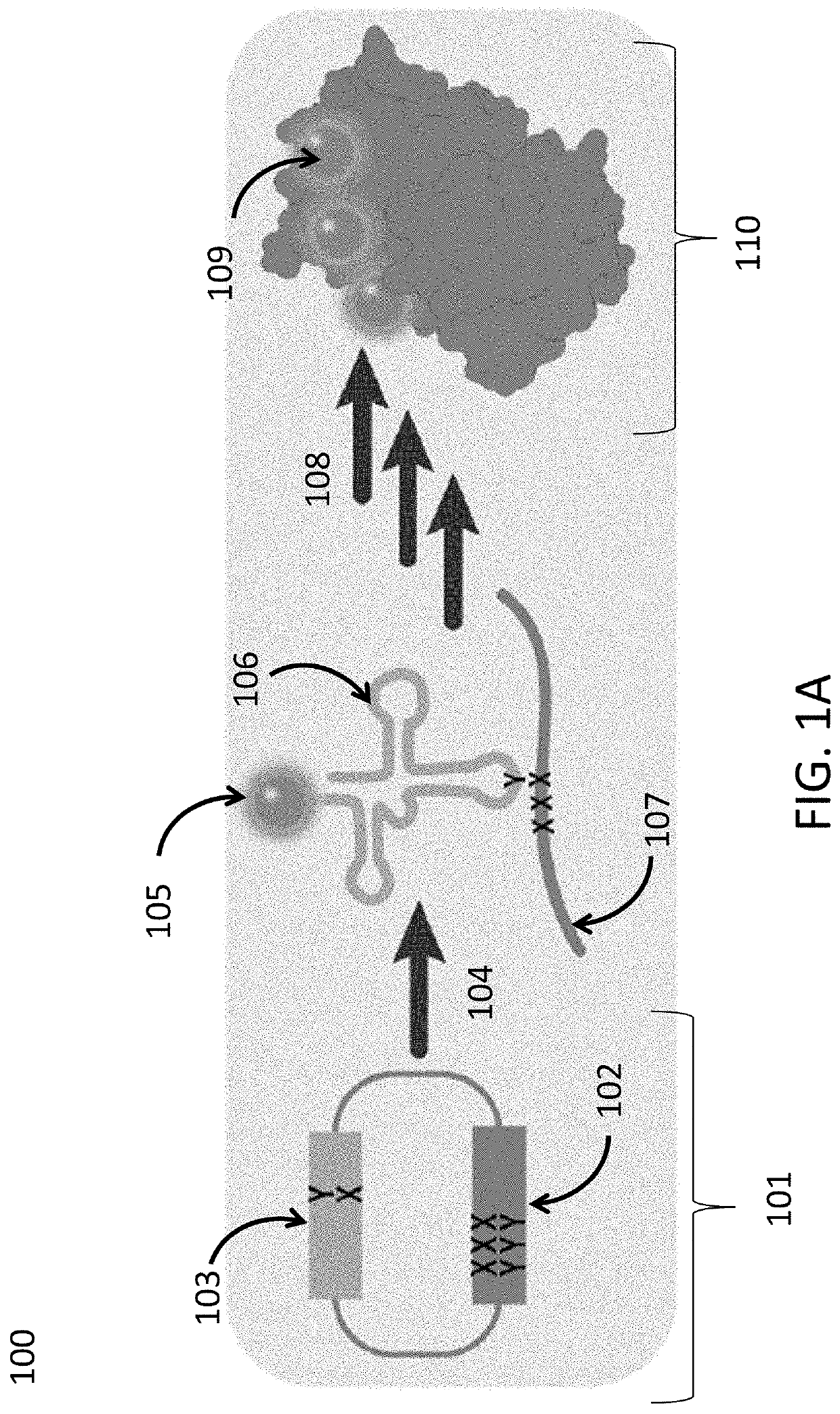 Reagents and methods for replication, transcription, and translation in semi-synthetic organisms