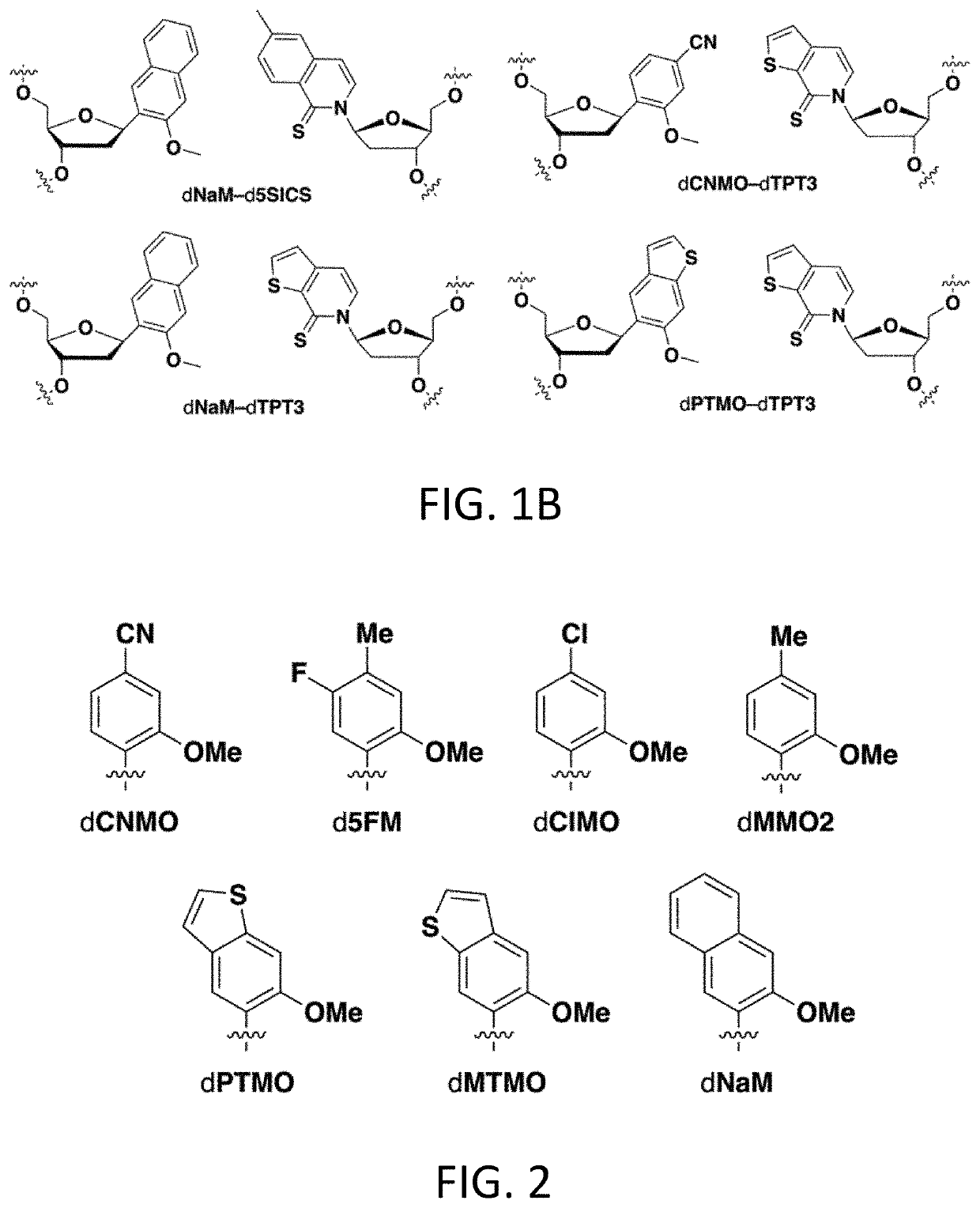 Reagents and methods for replication, transcription, and translation in semi-synthetic organisms