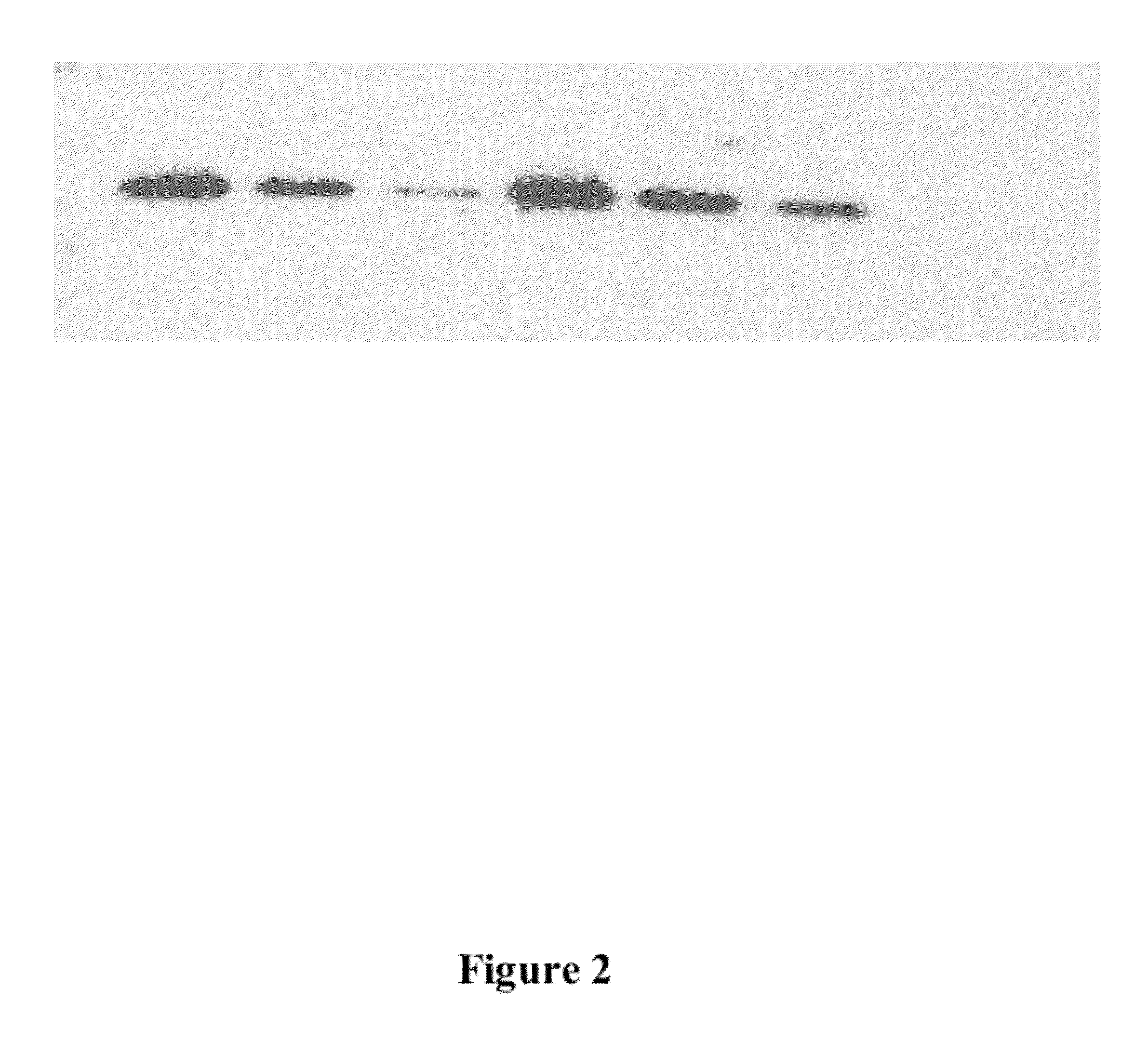 Compositions and methods for encapsulating vaccines for the oral vaccination and boostering of fish and other animals