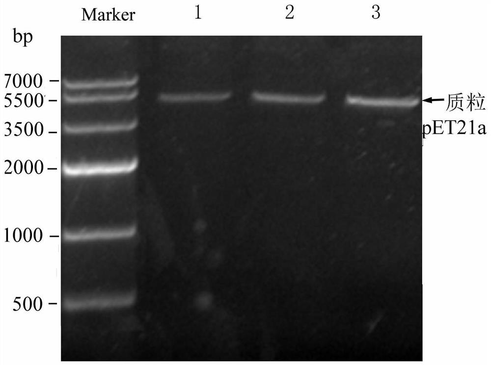 Expression vector, expression system and application of recombinant TEV protease