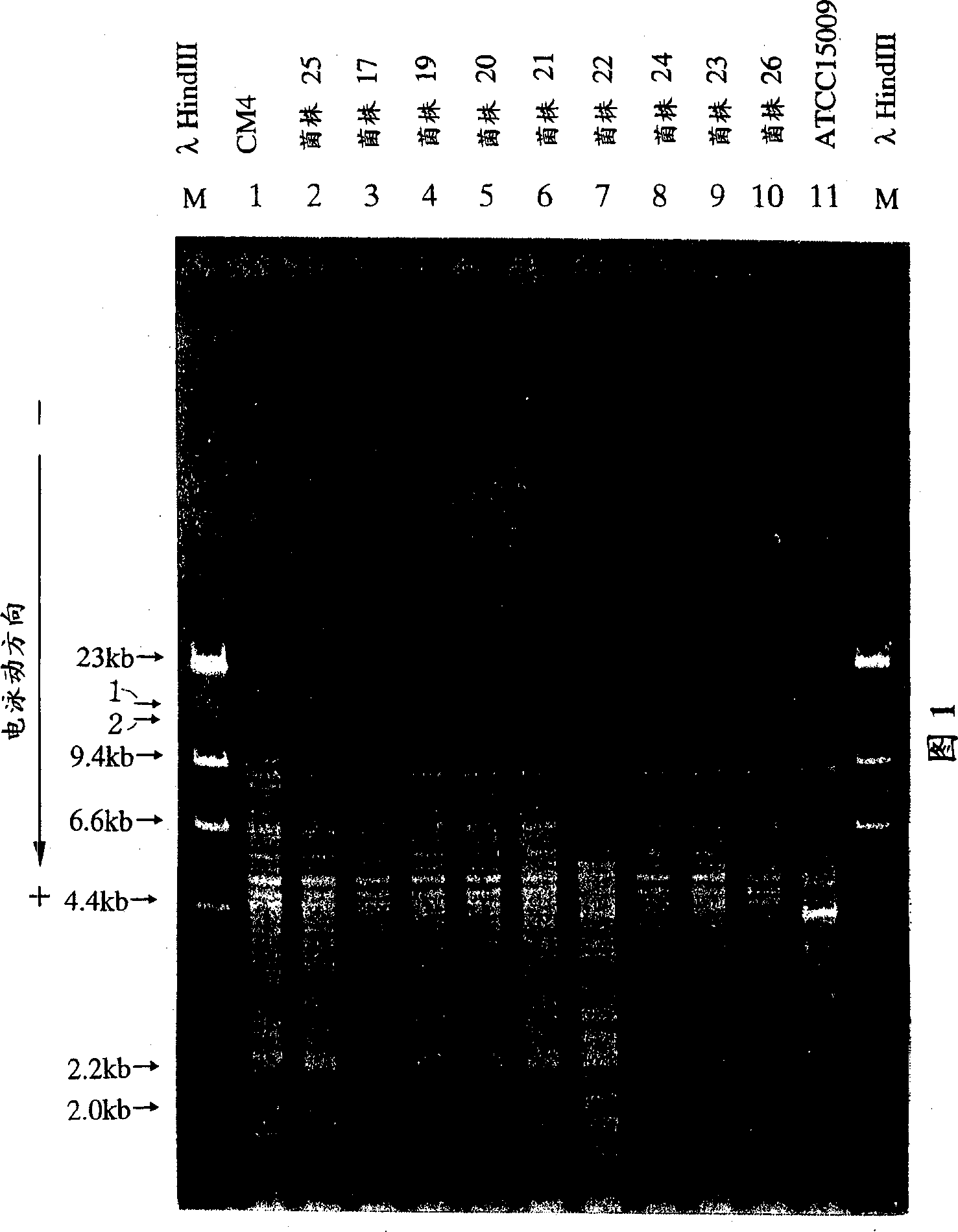 Lactobacillus helveticus bacterium having high capability of producing tripentide, fermented milk product, and preparing process thereof