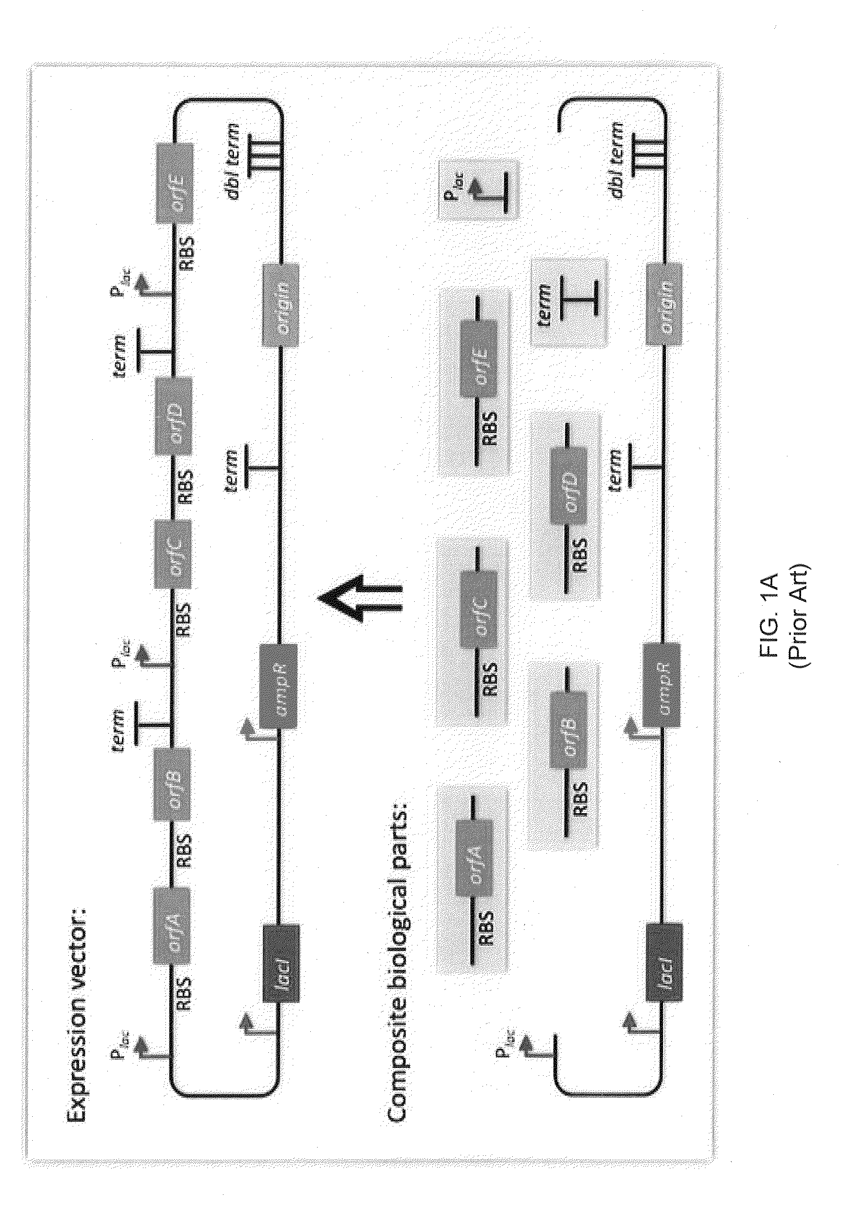 Scar-Less Multi-Part DNA Assembly Design Automation