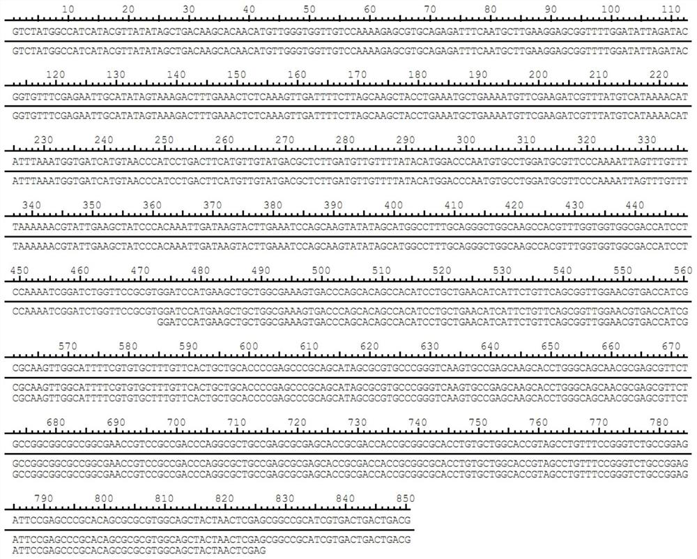 Recombinant plasmid containing human smim25 gene, genetic engineering bacteria, recombinant protein, polyclonal antibody, preparation method and application