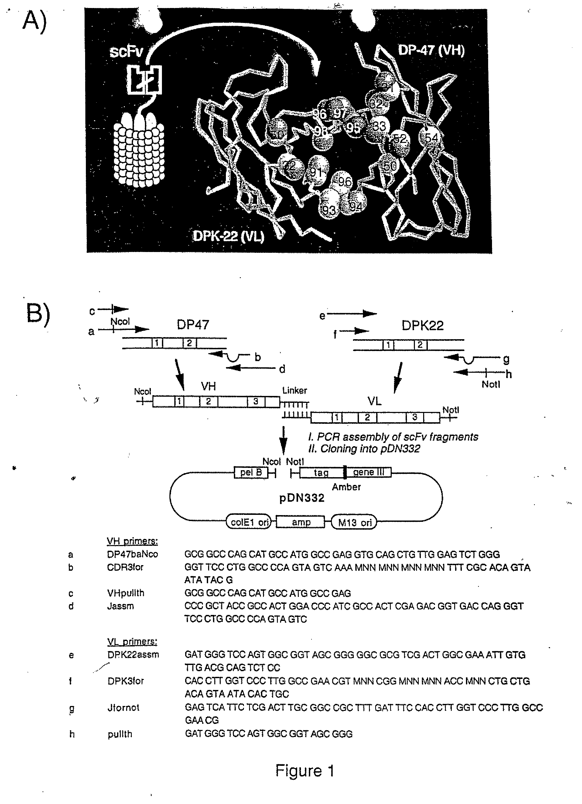 Specific binding molecules for scintigraphy, conjugates containing them and therapeutic method for treatment of angiogenesis