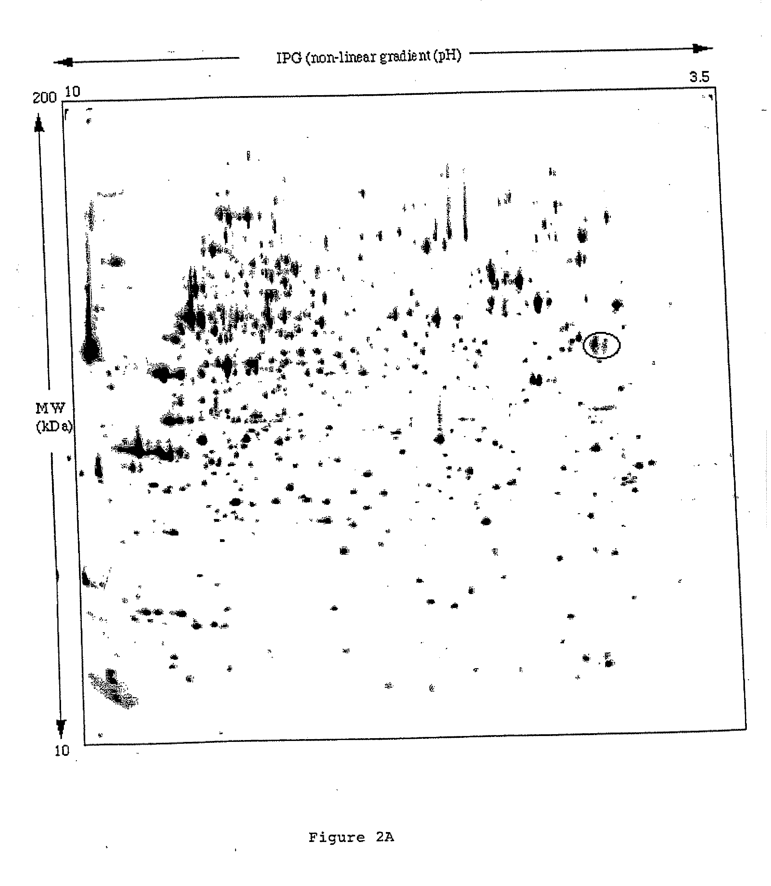 Specific binding molecules for scintigraphy, conjugates containing them and therapeutic method for treatment of angiogenesis