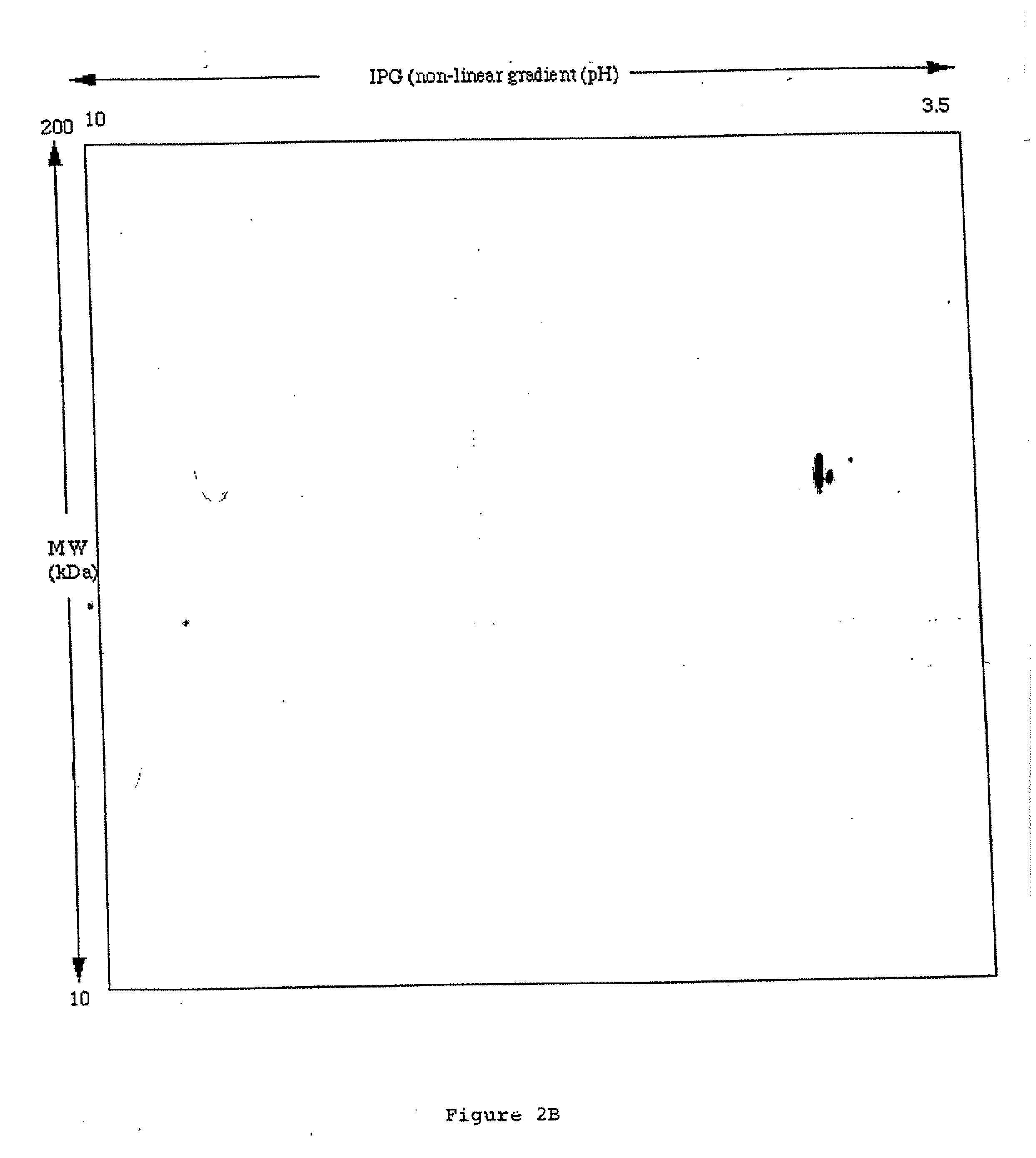 Specific binding molecules for scintigraphy, conjugates containing them and therapeutic method for treatment of angiogenesis