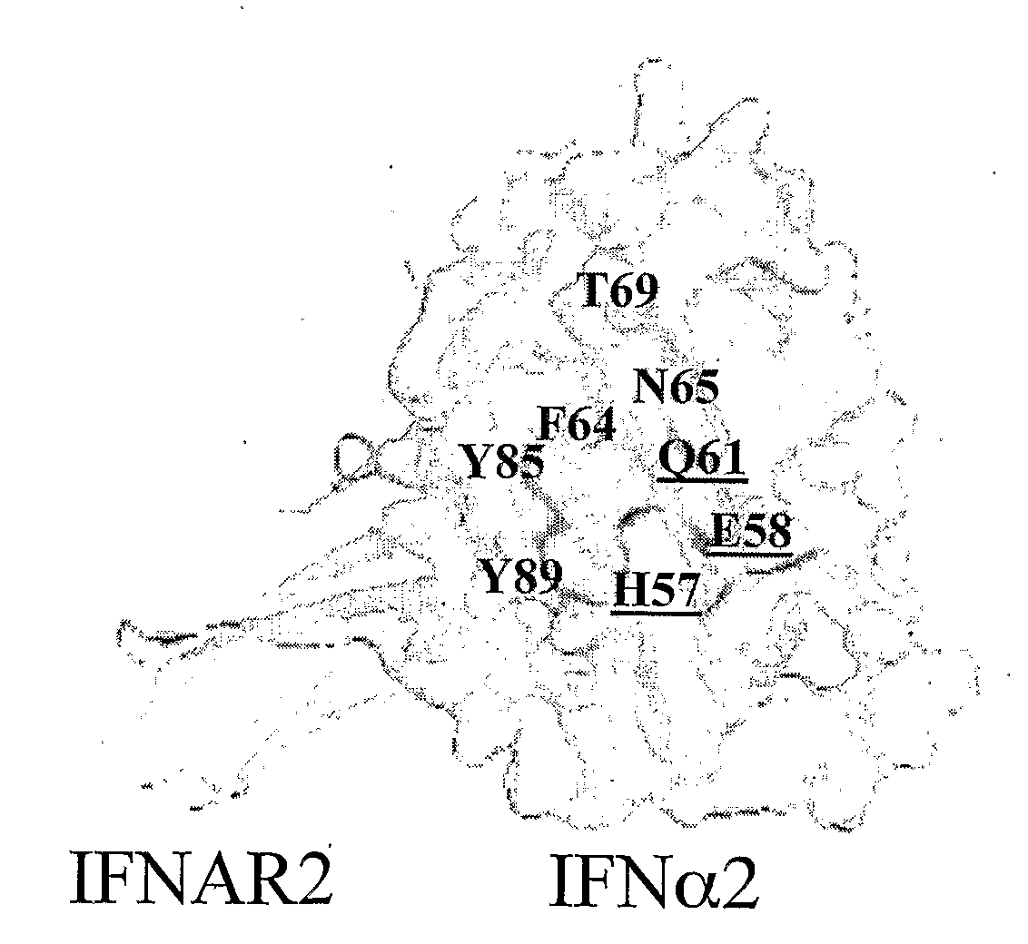 Recombinant Interferon 2alpha (Infalpha2) Mutants