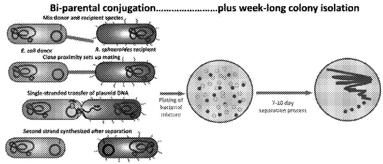 Transformable <i>Rhodobacter </i>strains, method for producing transformable <i>Rhodobacter </i>strains