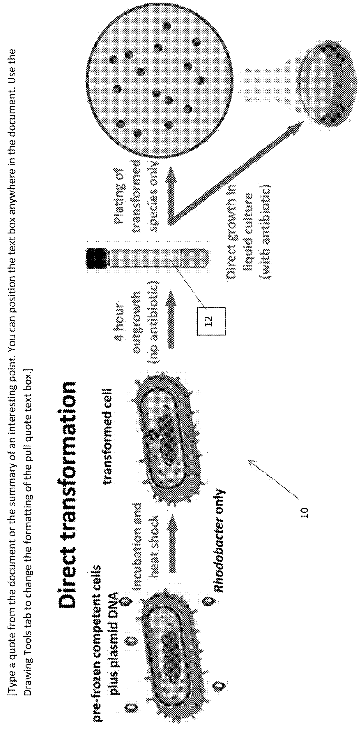 Transformable <i>Rhodobacter </i>strains, method for producing transformable <i>Rhodobacter </i>strains