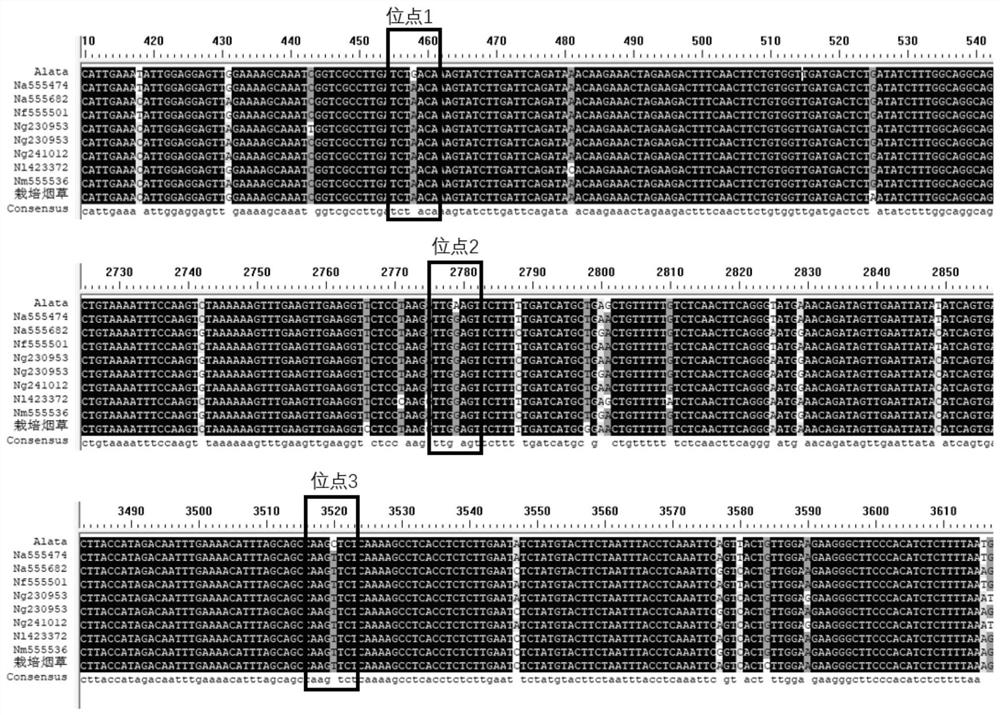 Method and kit for detecting N'orthologous gene N 'alta in tobacco