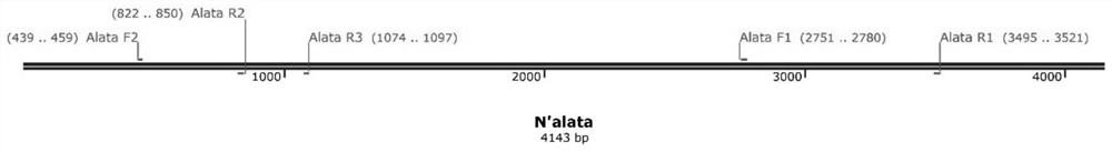 Method and kit for detecting N'orthologous gene N 'alta in tobacco