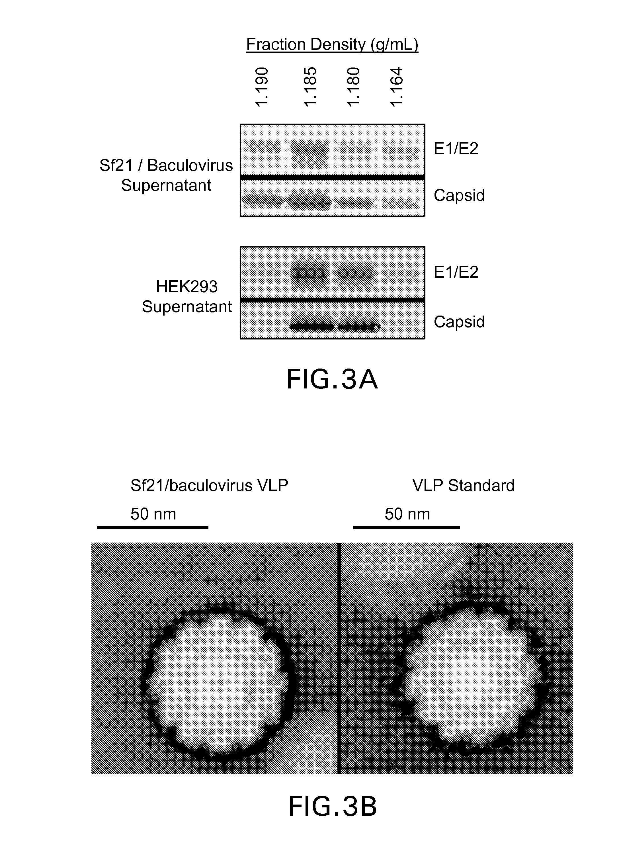 Adapted lepidopteran insect cells for the production of recombinant proteins