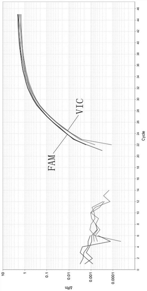 Fluorescent quantitative PCR probe primer group and kit for detecting high-frequency pathogenic variation of SLC22A5 gene