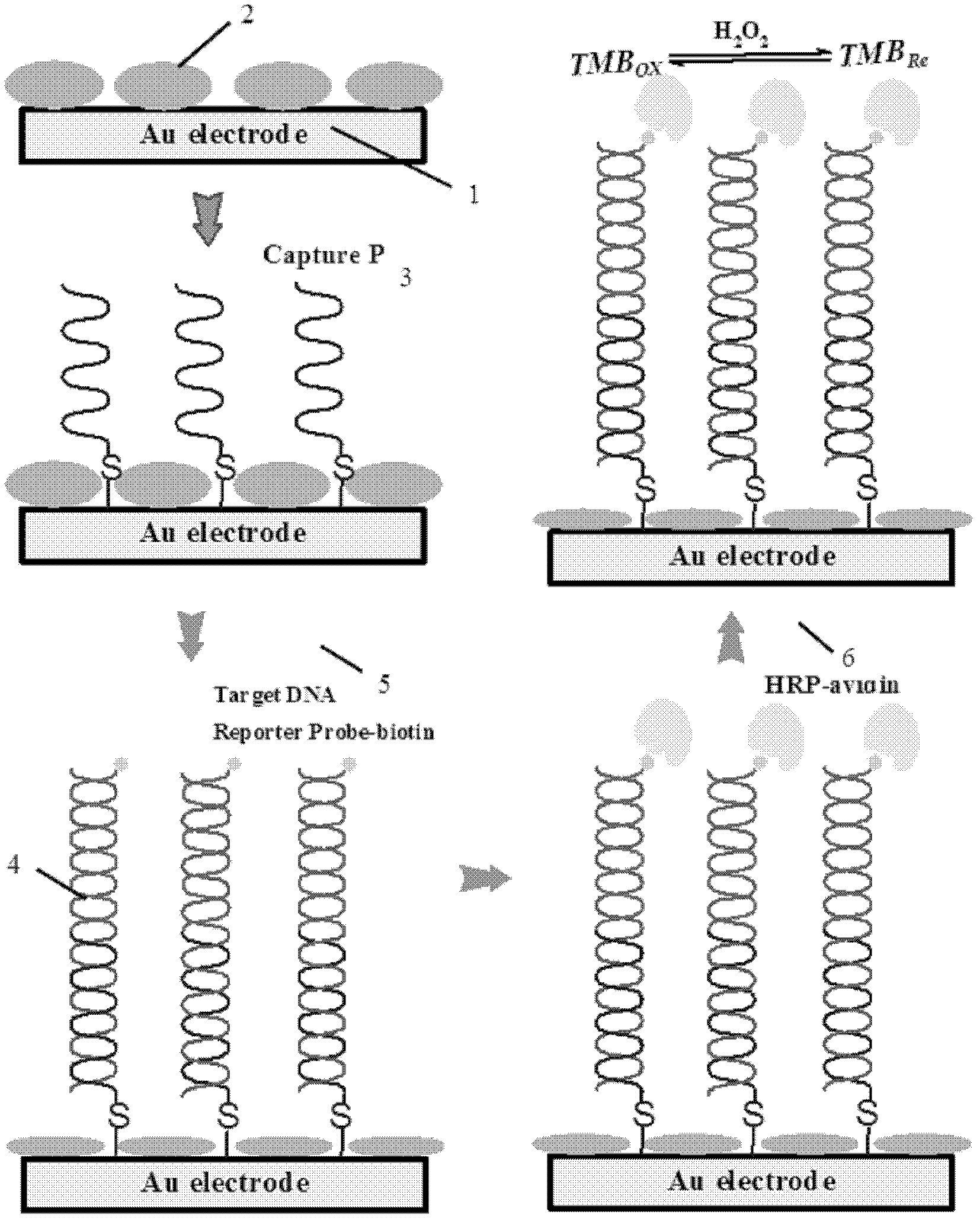 Amperometric DNA (deoxyribonucleic acid) electrochemical sensor based on protein controlled assembling interface