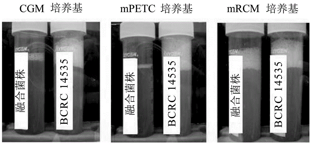 Fixable oxycarbide and microorganism capable of performing fermentation reaction and preparation method and application thereof