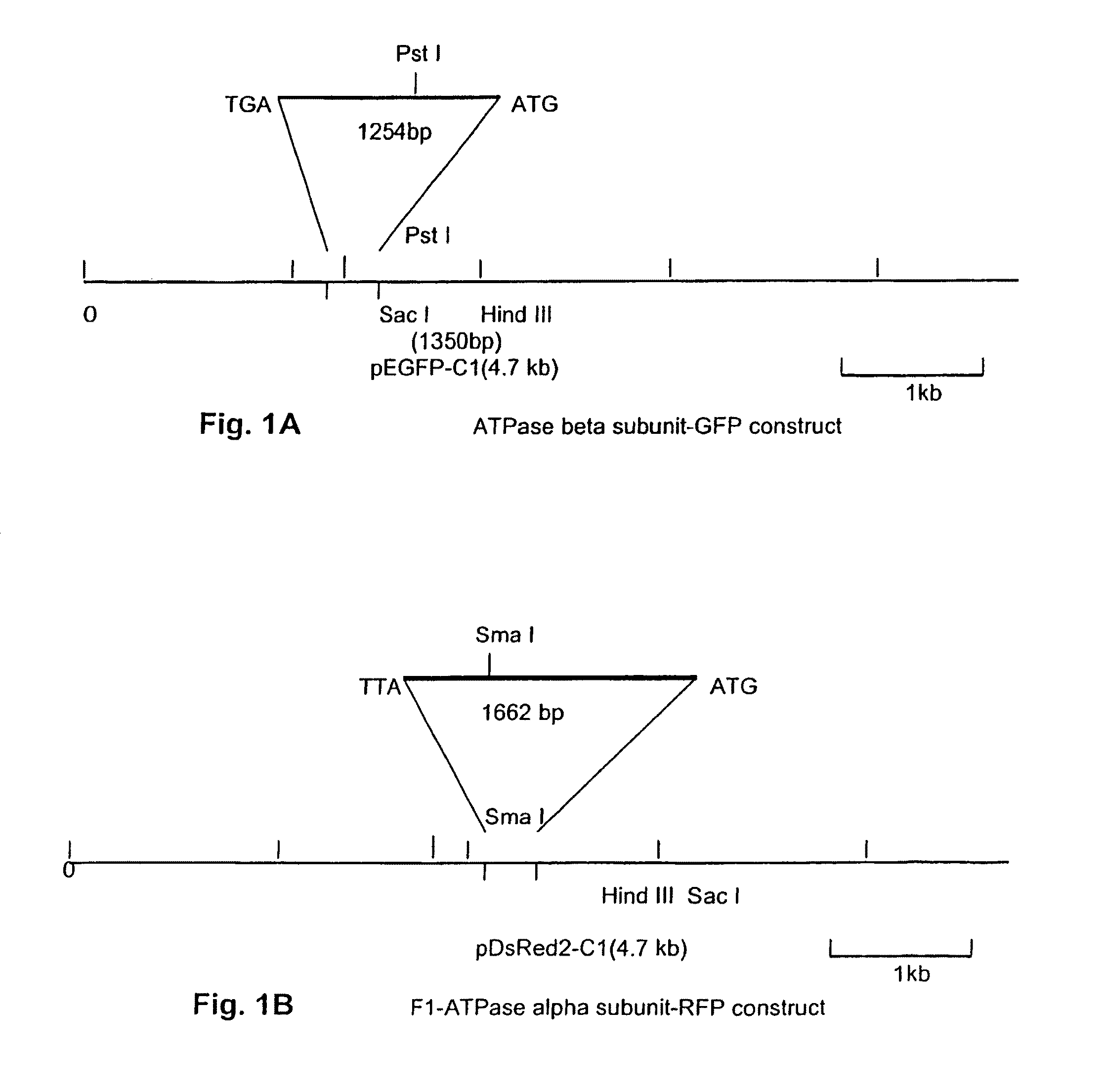 Regulation of F1-ATPase beta subunit cellular location