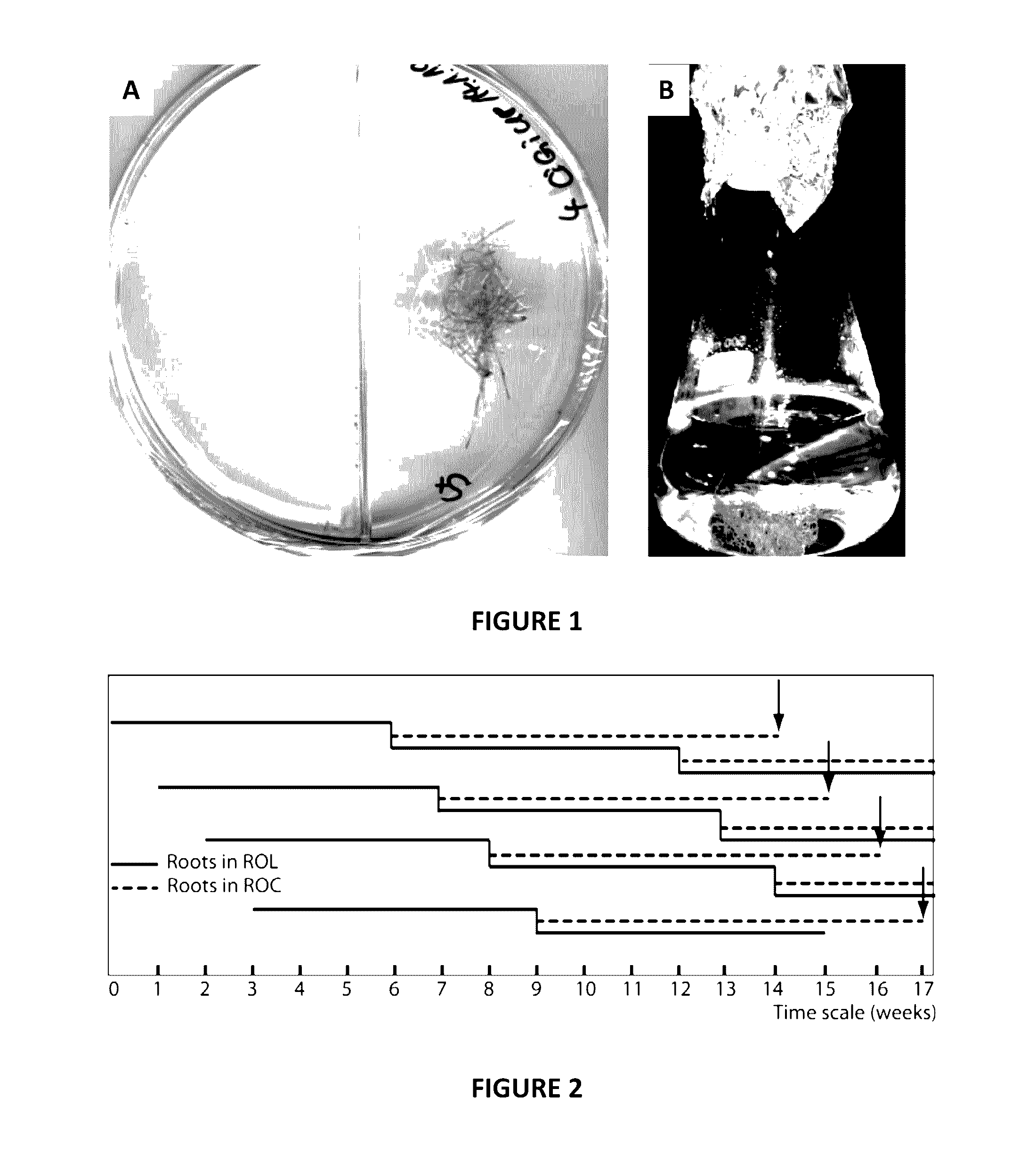 System and Methods for Continuous Propagation and Mass Production of Arbuscular Mycorrhizal Fungi in Liquid Culture