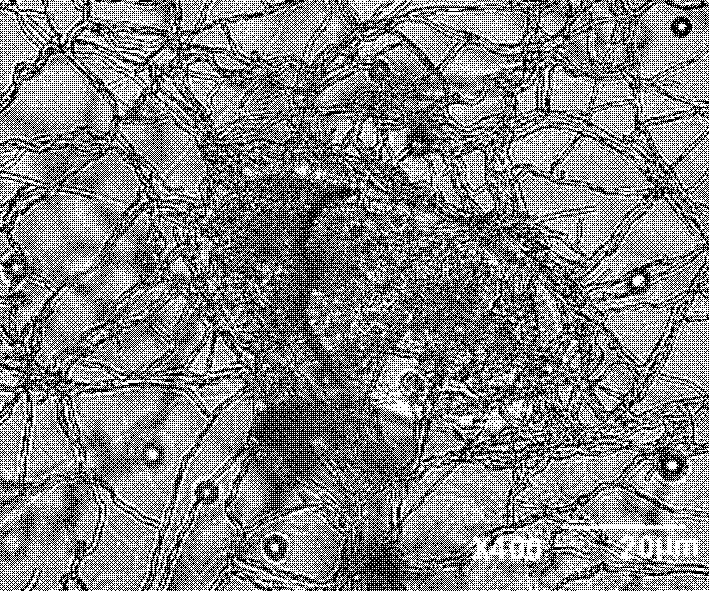 Paecilomyces lilacinus and cultivating method thereof and applications thereof