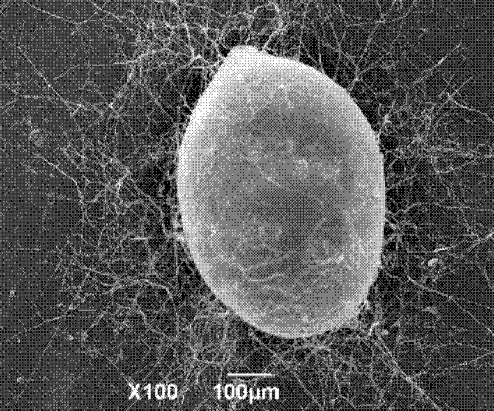 Paecilomyces lilacinus and cultivating method thereof and applications thereof